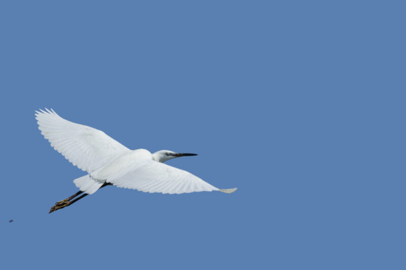 Aigrette garzette en Grande Brière